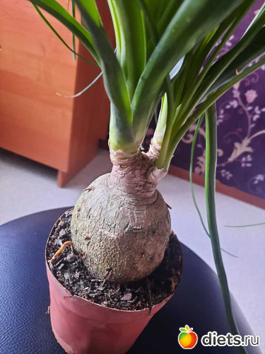 это не бульба, это сосуд, сберегающий и собирающий влагу, альбом: Оранжерея 2021-26