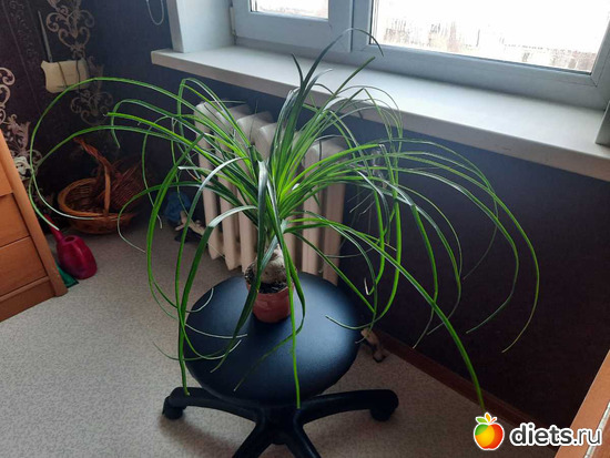 приехала в новы дом, альбом: Оранжерея 2021-26