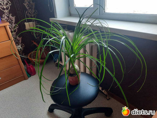 пол-дома заняла))), альбом: Оранжерея 2021-26