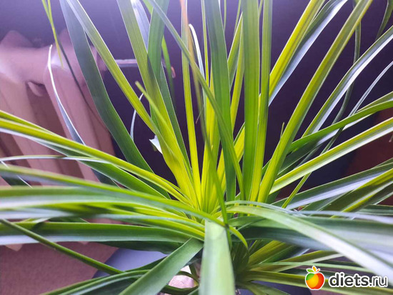 семейство драценовых, похожа, альбом: Оранжерея 2021-26