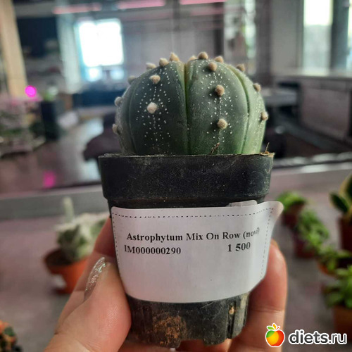 этот понравился, но поизучаю сначала информацию, альбом: Оранжерея 2021-26