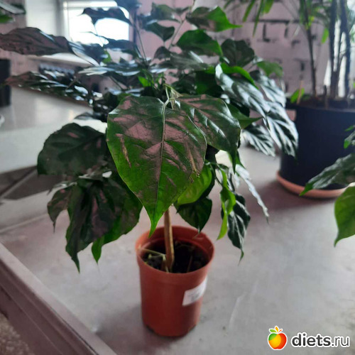 похожа на розу, альбом: Оранжерея 2021-26