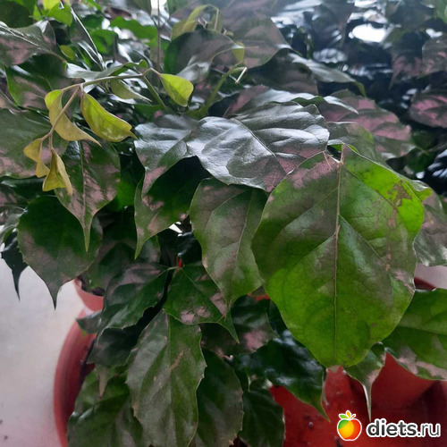 красота!, альбом: Оранжерея 2021-26