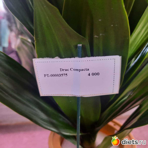 101 фото: Оранжерея 2021-26