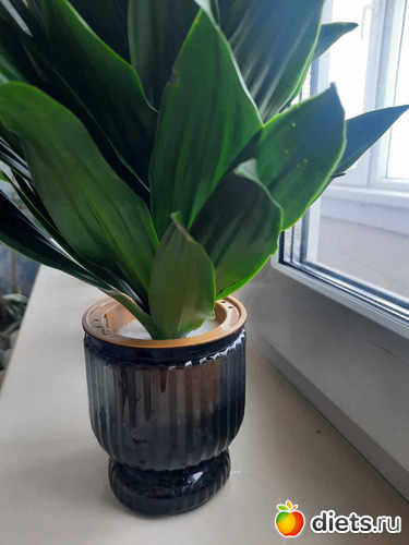 какое милое кашпо, альбом: Оранжерея 2021-26