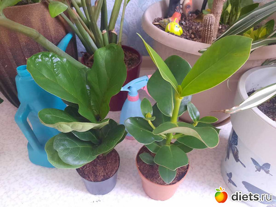 клузия и фикус, альбом: Оранжерея 2021-26