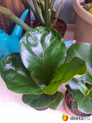 Листья похожи на лиру, альбом: Оранжерея 2021-26