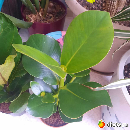 клузия, альбом: Оранжерея 2021-26