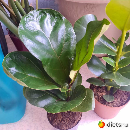 �����, ������: ��������� 2021-26