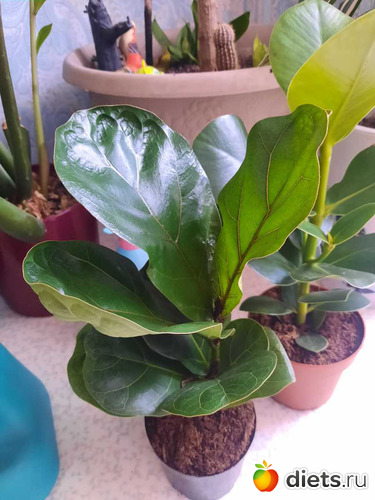 ��������, ������: ��������� 2021-26