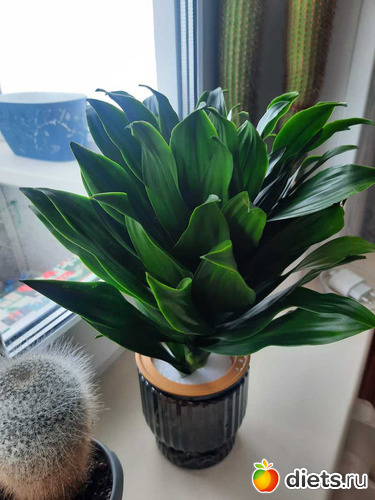 пышная такая, альбом: Оранжерея 2021-26