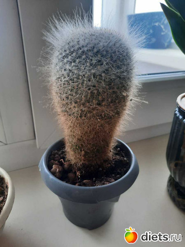 ���� ����� �����, ������: ��������� 2021-26