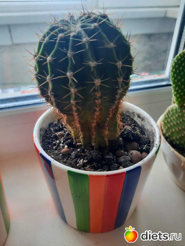 ���������� ��������, ����� ������, ������: ��������� 2021-26