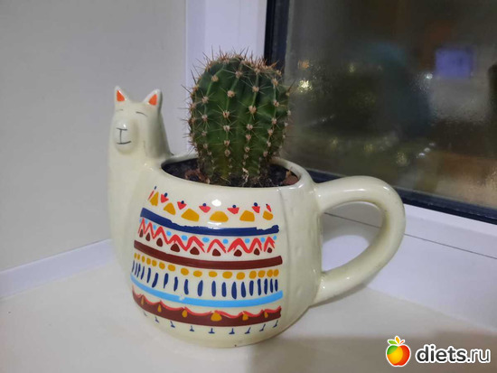 в ламу посадила другой кактус, пусть растёт отдельно, альбом: Оранжерея 2021-26