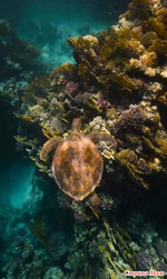 ���������� ���� ���� � �����.