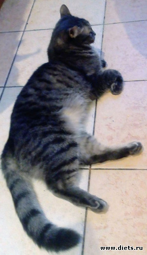Мой Джекс, альбом: Мои котики
