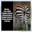 ����� ������ �������������� �����