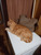 Бублик котик