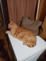 Бублик котик