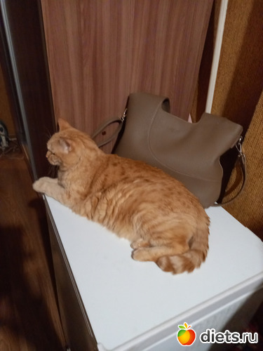Бублик котик, альбом: Мои котики