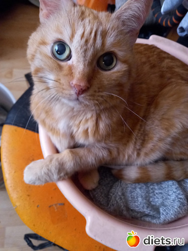 Ещё Бублик, альбом: Мои котики