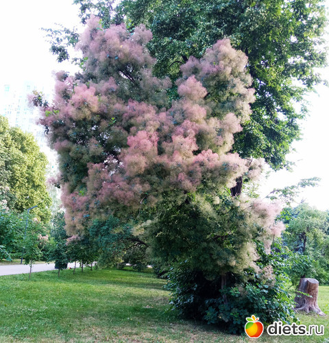 39 фото: Быханов сад