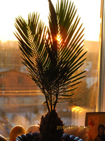 ������, �������, � ������ �� ������ (?)