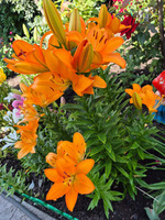 ��� ��� �� ���...�������, ��������, ��������. ����� ����.