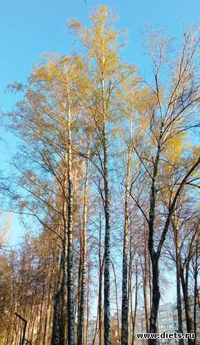 12 ����: ������� ���