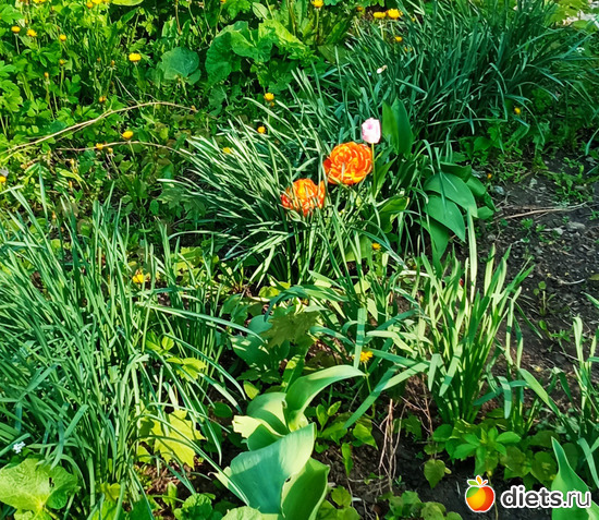 18 фото: Быханов сад