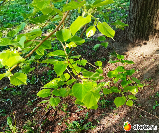23 фото: Быханов сад