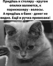 �, �������