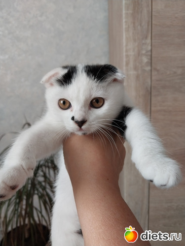 62 фото: Котики