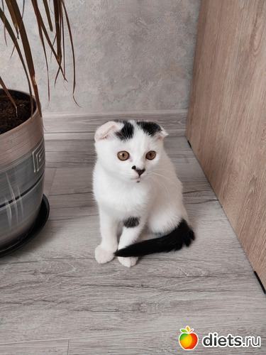 63 фото: Котики