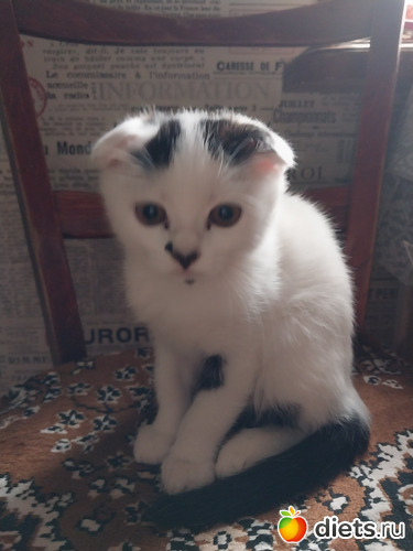 64 фото: Котики