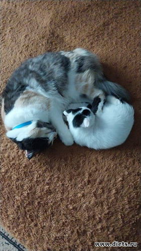 65 фото: Котики