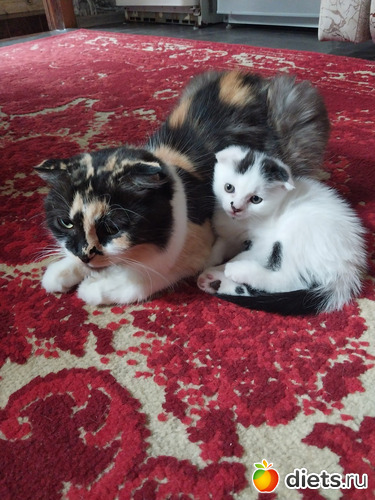 66 фото: Котики