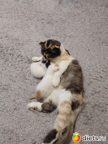 69 фото: Котики