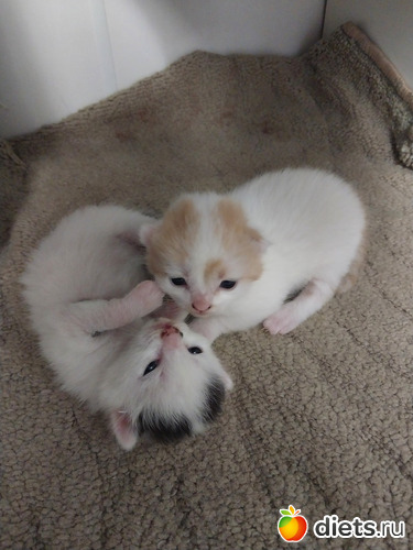 70 фото: Котики