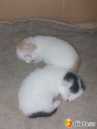 71 фото: Котики