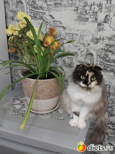74 фото: Котики