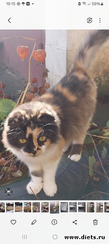 77 фото: Котики