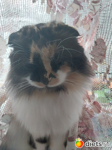 78 фото: Котики