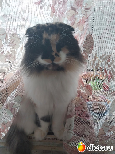 79 фото: Котики