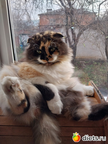 80 фото: Котики