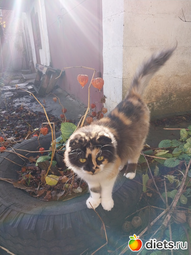 82 фото: Котики