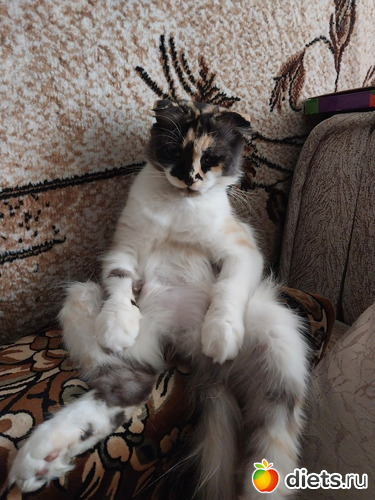 83 фото: Котики