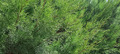 всё заросло в ботаническом саду...